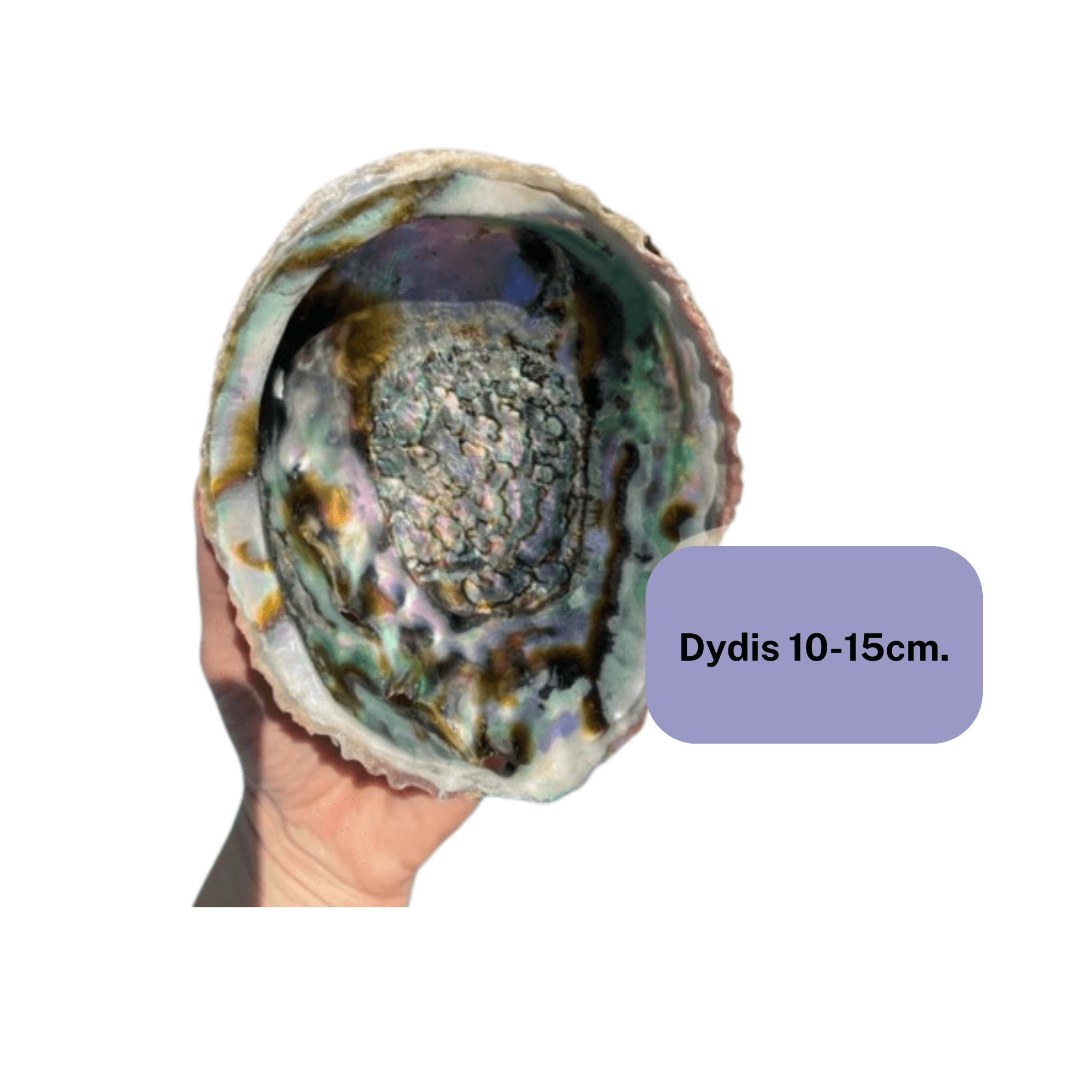 Smilkalų dubenėliai - kriauklės (abalone shell)
