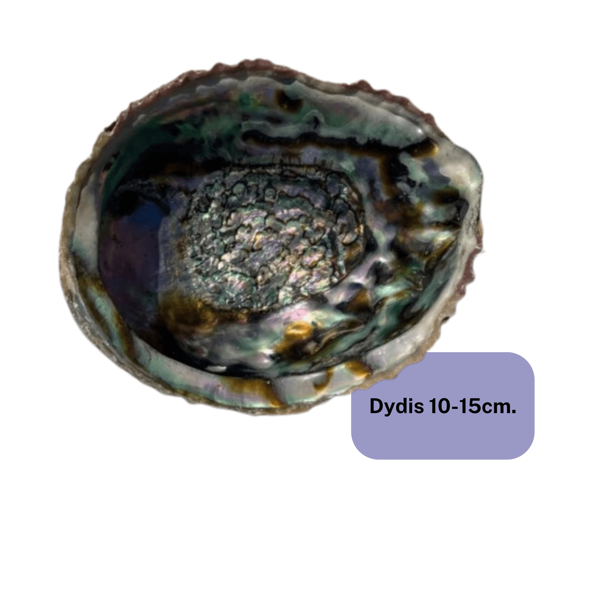 Smilkalų dubenėliai - kriauklės (abalone shell)